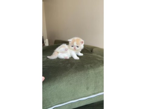 Exotic shorthair snoopy dişi bebek