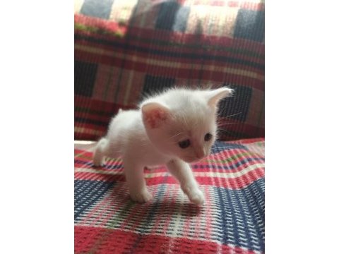 Yavrularımız sahiplendirilecektir scottish fold