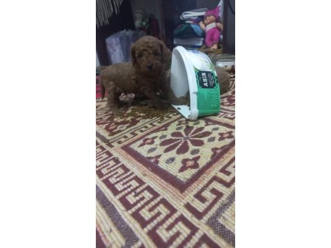 Toy poodle yavrularımız sizlere dost olmaya hazırdır