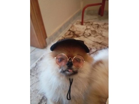 Yetişkin pomeranian boo gülen yüz 1.800 kilo