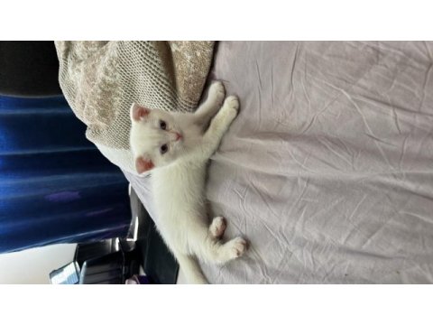 Uygun cins kedimiz