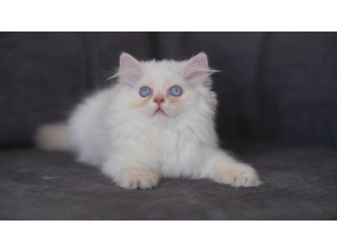 British longhair golden point erkek kedi