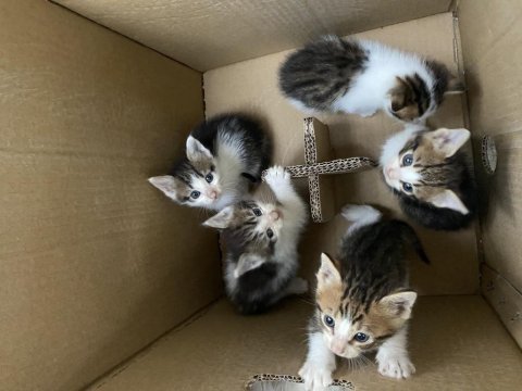 45 günlük yavru kedilerimiz