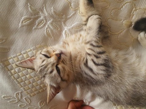 Yavrumuza ev arıyoruz