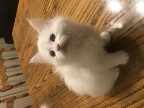 Sevimli oyuncu tatlı maine coon yavrular
