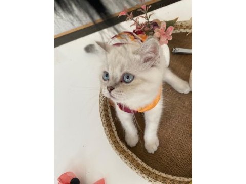 3 aylık dünyalar tatlısı ve oyuncu british shorthair