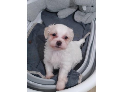 Acil 2 aylık maltese terrier yavru sahiplendirme