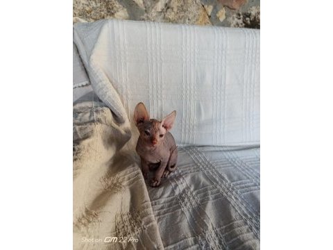Her renk her çeşit sfenks yavrularımız