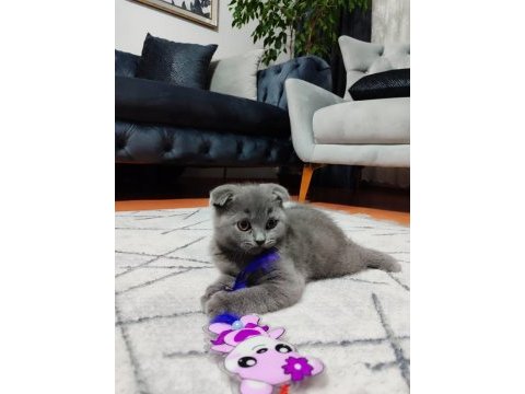 Ankara içi ilgilenen whatsapptan ulaşsın dişi scottish fold
