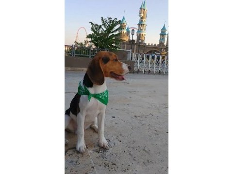 3 aylık beagle bilgi almak için arayın beagle