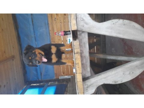 Muhteşem ırk rottweiler