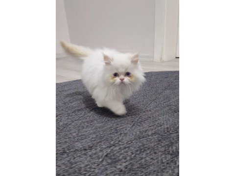 Beyaz ve gold british longhair yavrular