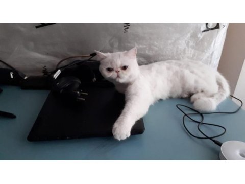 10 aylık dişi exotic shorthair