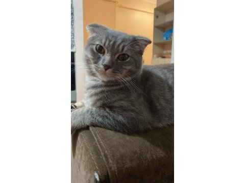 7 aylık scottish fold oğlumuz