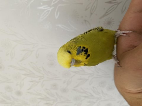 Takım muhabbet kuşu sahiplendirilecektir