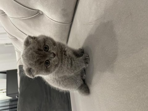 Muhteşem tüylü scottish fold kedisi
