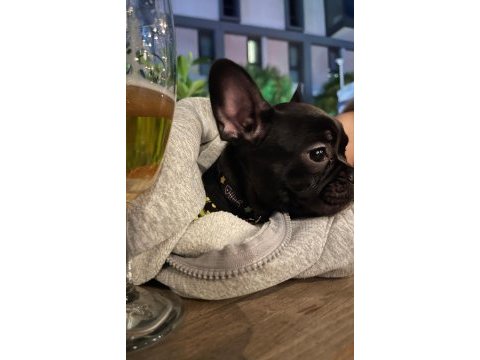 El salvador kennel - kara french bulldog ailesini arıyor