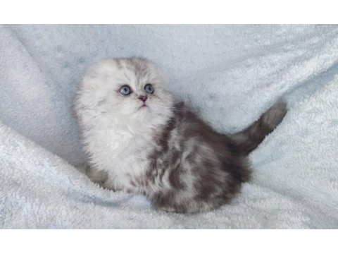 Harika bir minik prenses scottish fold