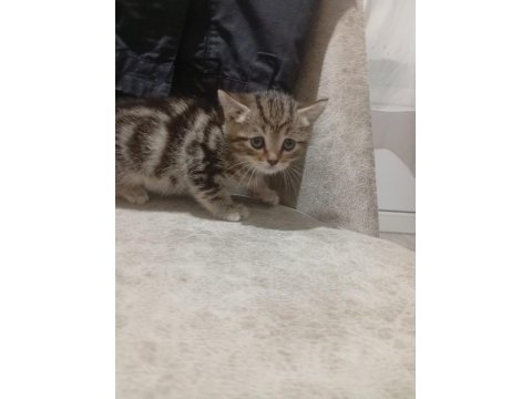 Scottish fold kedisi