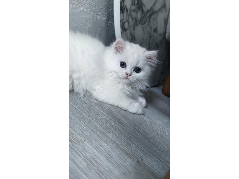 Beyaz kar topu chinchilla kedim