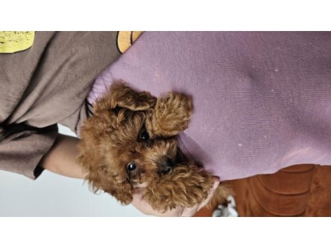 Teacup boy poodle