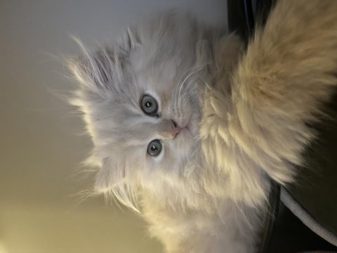2.5 aylık chinchilla yavrularımız