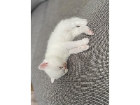 Chinchilla 1,5 aylık yavrular