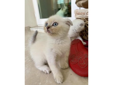 Scottish fold lynx point
