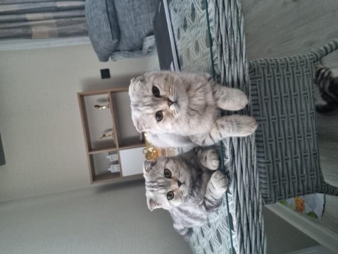 Yavru kedim scottish fold