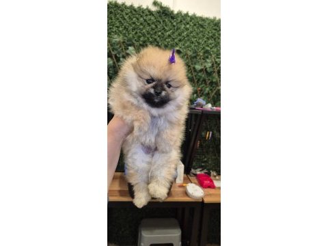 Teacup kız pomeranian