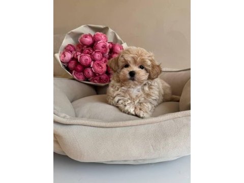 Irk ve sağlık garantili maltipoo