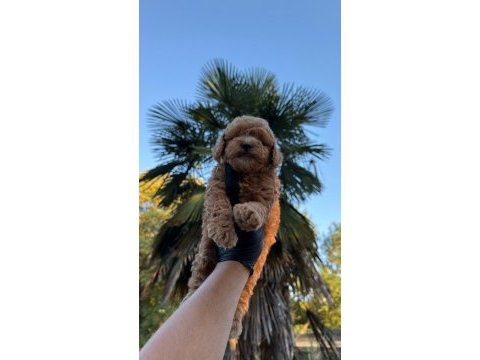 Kore maltipoo 
