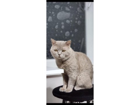 Oğlişimime yuva arıyorum british longhair
