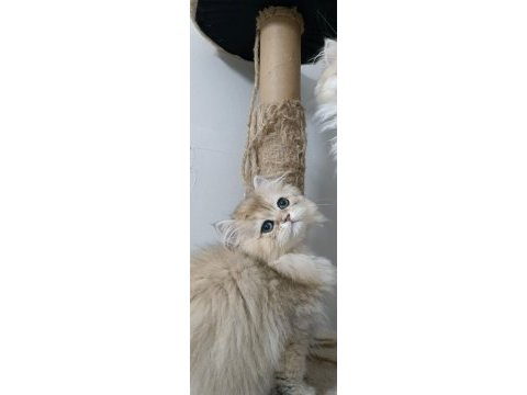 Ny 12 yavru british longhair kedilerimiz