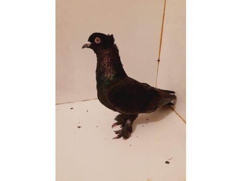 Arap takkalı güvercin erkek 81 ile gönderim sağlarız