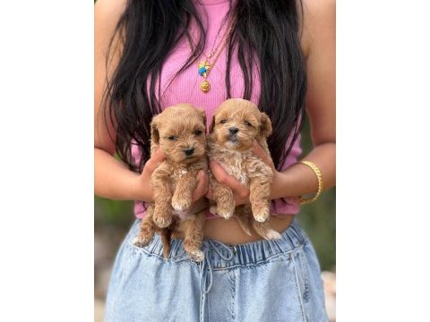 Çok sağlıklı malıtpoo bebekler 
