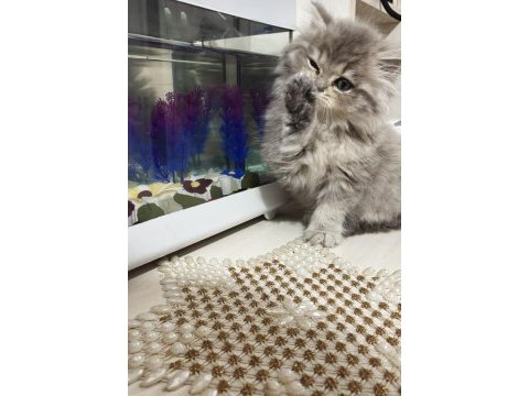 2 aylık silver iran chinchilla prenses ve prens