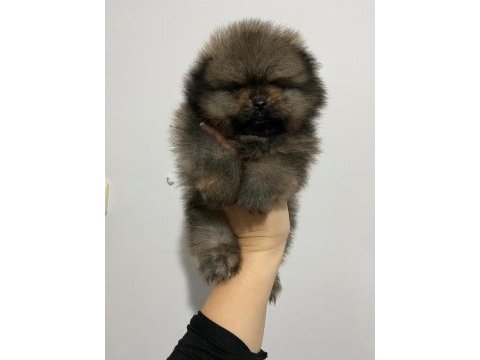 Pomeranian boo erkek safkan yavrular