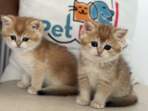 Ankaranın en güzel golden british shorthair yavruları