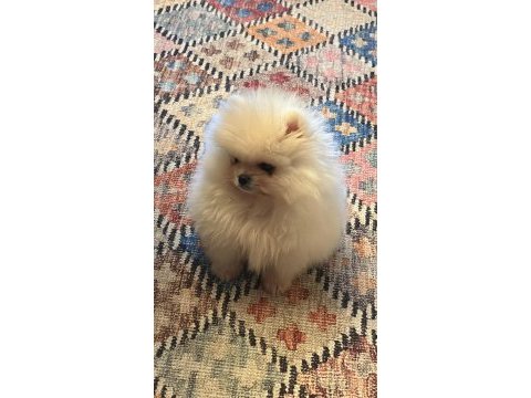 Orjinal pomeranian boo erkek