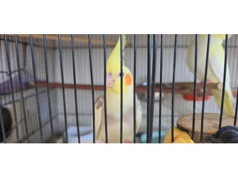 Renk güzeli bebek sultan papağanlar