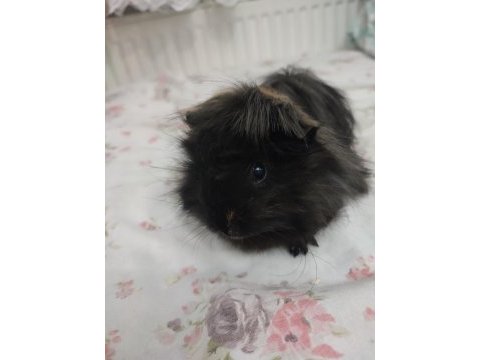 İki tatlı guinea pig