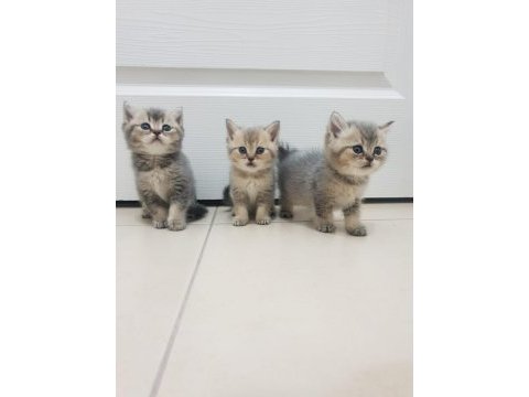 Golden british shorthair yavrular yuva arıyor