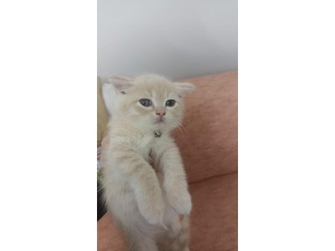 British longhair çok tatlı yavrular