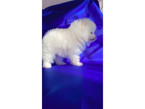 Dişi pomeranian boo