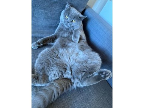 3 yaşında çok sevecen erkek ve kısır british shorthair
