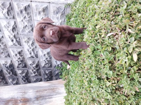 Show kalite labrador retriever yavrularımız