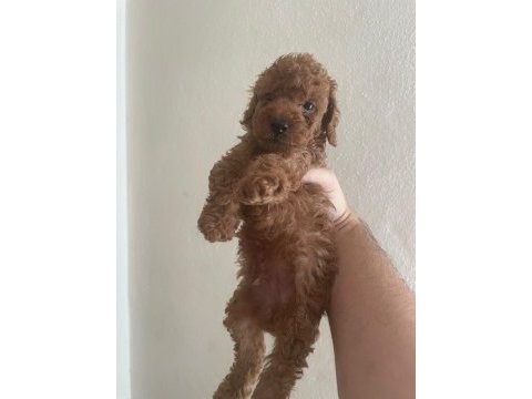 Toy poodle bebeklerim yeni yuvalarına gitmeye hazır
