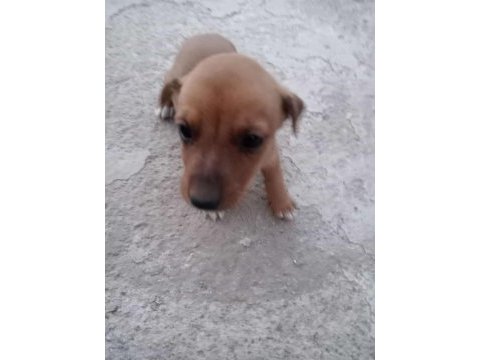 Jack russell × pekinez yavruları