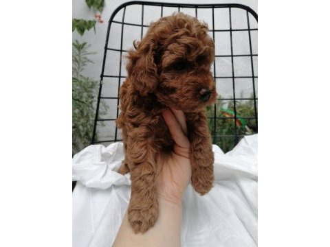 Orjinal toy poodle